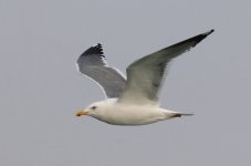 Heuglin's Gull (03) - Copy.jpg