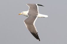 Heuglin's Gull (05) - Copy.jpg