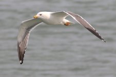 Heuglin's Gull (06) - Copy.jpg