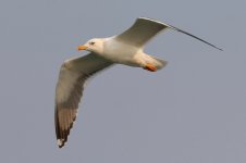 Heuglin's Gull (Odd) (01) - Copy.jpg