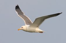 Heuglin's Gull (Odd) (02) - Copy.jpg