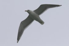 Unknown Gull (01) - Copy.jpg