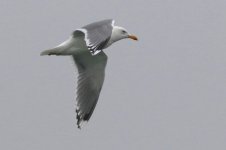 Unknown Gull (03) - Copy.jpg