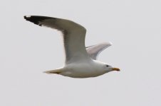 Mongolian Gull (Odd) (02) - Copy.jpg