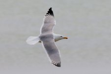 Mongolian Gull (Odd) (03) - Copy.jpg