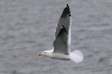 Heuglin's Gull (02) - Copy.jpg