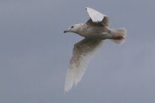 Glaucous Gull (06) - Copy.jpg