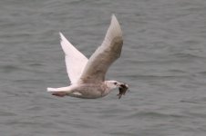 Glaucous Gull (03) - Copy.jpg