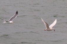 Glaucous Gull (02) - Copy.jpg