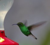 Unknown Hummingbird Monteverde dpp.JPG