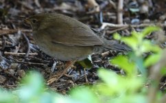 DSC05807 Baikal Bush Warbler @ .JPG