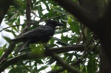 DSC06470 Large-billed Crow @ RDBT.JPG