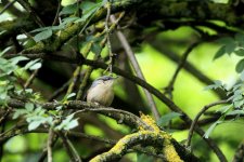 baby nuthatch.JPG