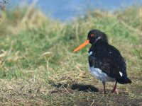 Oystercatcher_Girdle Ness_030317a.jpg