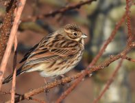 Reed Bunting_Girdle Ness_030317a.jpg