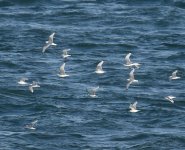 Kittiwake_Girdle Ness_030317b.jpg