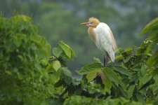 DSC06934 Cattle Egret @ Pui O bf.JPG