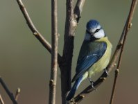 Blue Tit_Girdle Ness_260317a.jpg