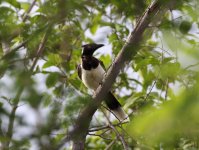 White-naped-Jay.jpg