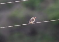 Spot-backed-Puffbird.jpg