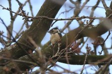 lesser spotted woodpecker, Shut Heath wood Tiptree, 24-03-2017 1228.JPG