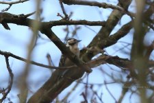 lesser spotted woodpecker, Shut Heath wood Tiptree, 24-03-2017 1238.JPG