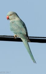 Rose-ringed Parakeet - Blue Form 3-16-2017.jpg