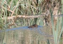 Water Vole.jpg