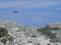 golden eagle in Andalucia.jpg