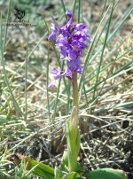 Orchis Olbiensis.JPG