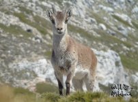 Iberian Ibex Jaen.jpg