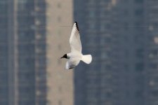 Black-Headed Gull.jpg