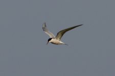 Common Tern (1).jpg