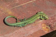 Green Lizard 2.jpg