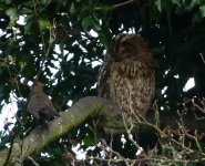 tawny owl 1.jpg