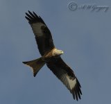 AWG Red Kite_edited-1.jpg