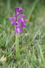 Green-winged Orchid.jpg
