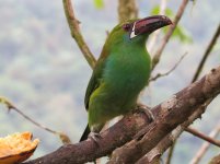 Crimson-rumped Toucanet kl.jpg