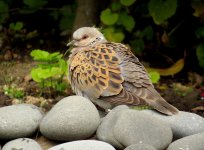 Turtle Dove 4 (1000x737).jpg