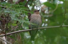 DSC06480 Blue-and-white Flycatcher @ RDBT.JPG