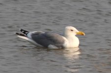 Vega Gull (02) - Copy.jpg