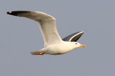 Heuglin's Gull (05) - Copy.jpg