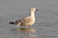 Unknown Gull (11) - Copy.jpg