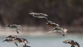 617_01594f Many Sandpipers in Flight-1.jpg