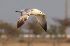 Unknown Gull (04) - Copy.jpg