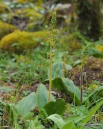 Twayblade Plant 2 Eryrys.jpg