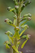 Twayblade Floret 1 Eryrys.jpg