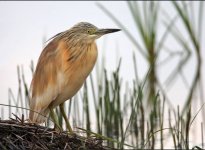 Petros Squacco Kalloni Salt Pans Wetlands 140417.JPG