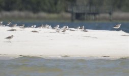 Plover-AP-04132017-01.jpg