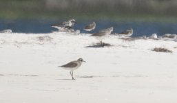 Plover-AP-04132017-02.jpg